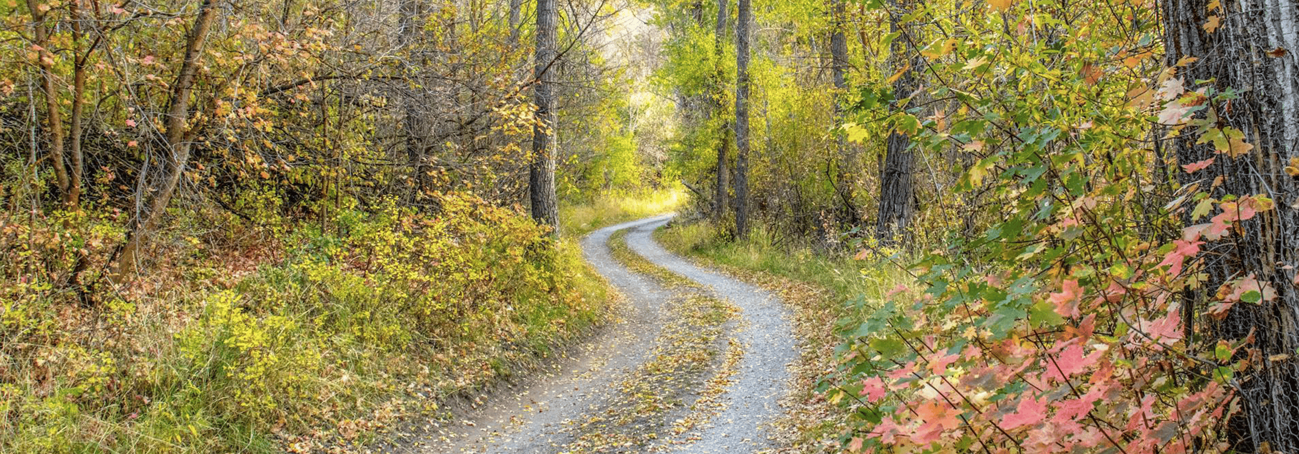 dirt road in the forest