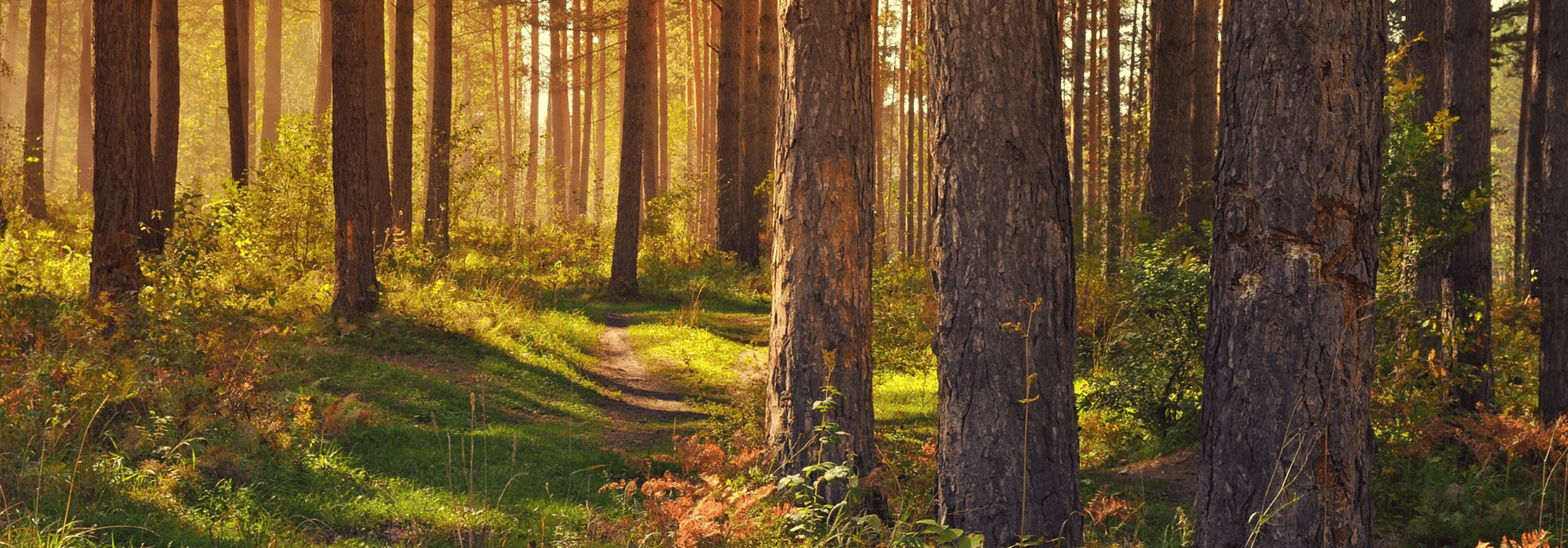 Path in the forest